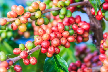 Kahve çekirdekleri arabica ağaç üzerinde