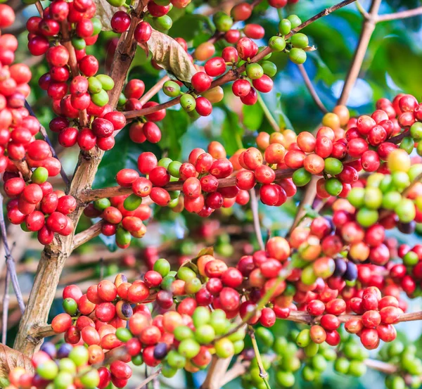 Boabe de cafea arabica pe copac — Fotografie, imagine de stoc