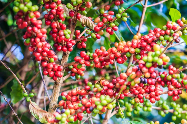 Chicchi di caffè arabica su albero — Foto Stock