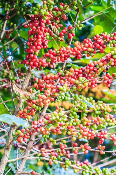 Chicchi di caffè arabica su albero — Foto Stock