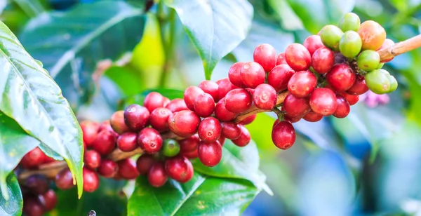 咖啡豆阿拉比卡咖啡树上 — 图库照片