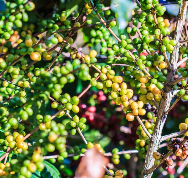 Kaffebönor arabica på träd — Stockfoto