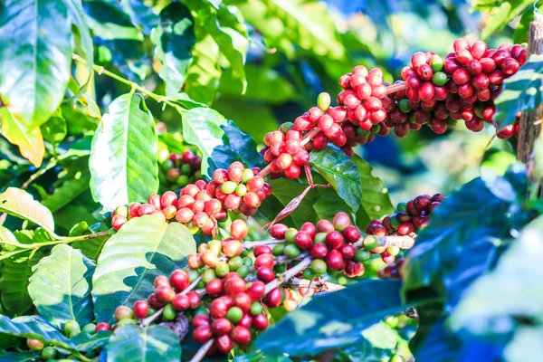 Kahve çekirdekleri arabica ağaç üzerinde — Stok fotoğraf