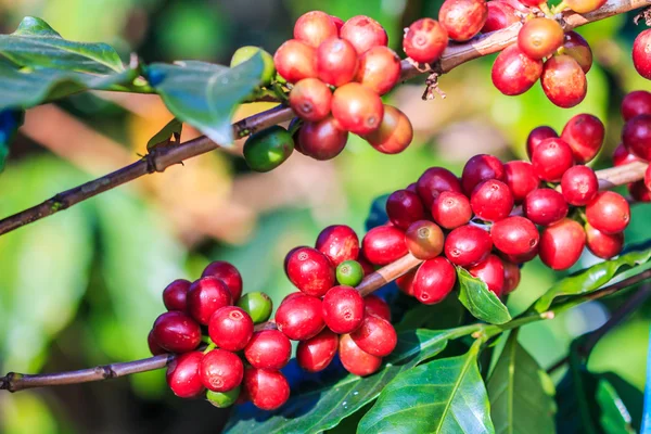 Kahve çekirdekleri arabica ağaç üzerinde