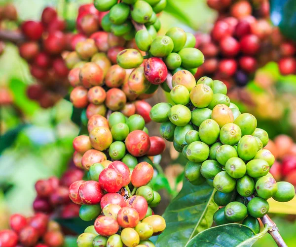 Chicchi di caffè arabica su albero — Foto Stock