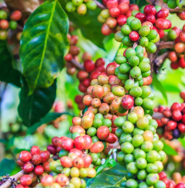 Chicchi di caffè arabica su albero — Foto Stock