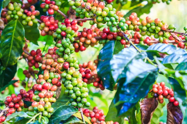 Coffee beans arabica on tree — Stock Photo, Image