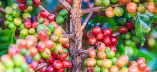 Granos de café arabica en árbol —  Fotos de Stock