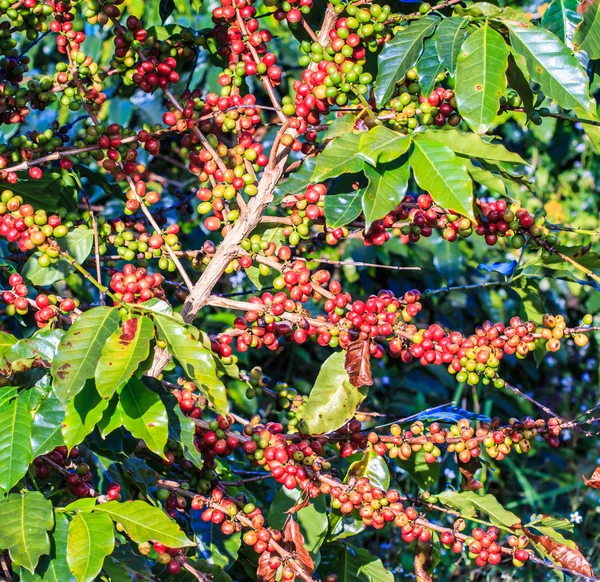 Koffiebonen arabica op boom — Stockfoto