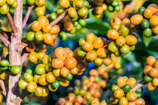 Chicchi di caffè arabica su albero — Foto Stock