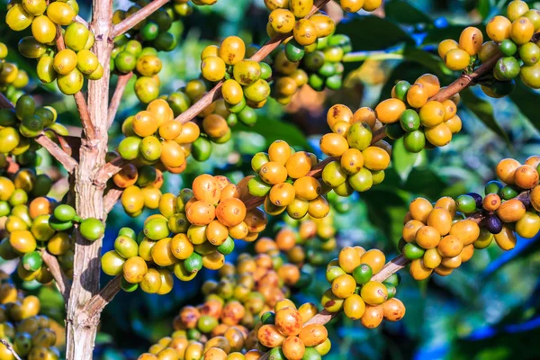 Kaffebönor arabica på träd — Stockfoto