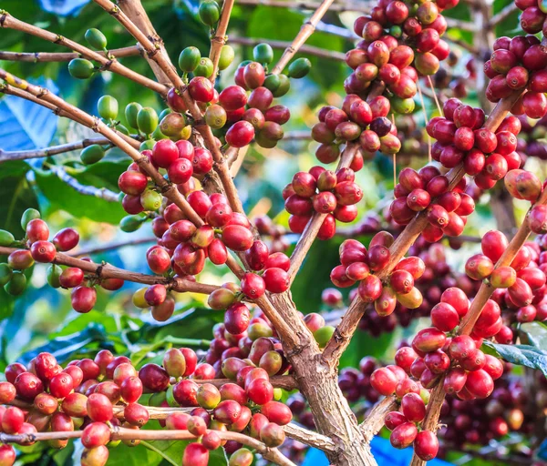 Kahve çekirdekleri arabica ağaç üzerinde — Stok fotoğraf