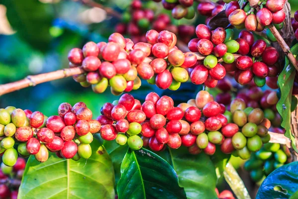 Granos de café arabica en árbol — Foto de Stock