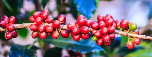 Kahve çekirdekleri arabica ağaç üzerinde — Stok fotoğraf