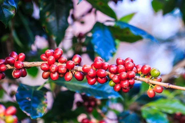 Kahve çekirdekleri arabica ağaç üzerinde — Stok fotoğraf