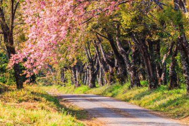 Kiraz çiçeği ve sakura ağacı.