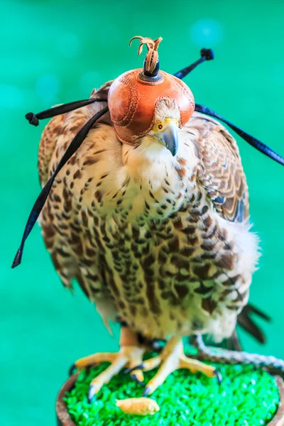 一只红尾鹰 ( — 图库照片