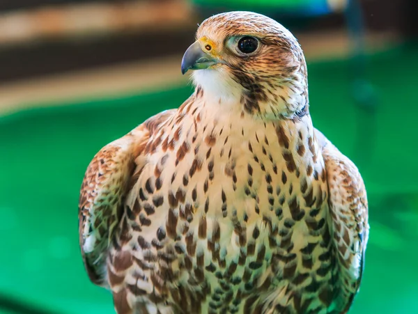 A Red-tailed hawk — Stock Photo, Image