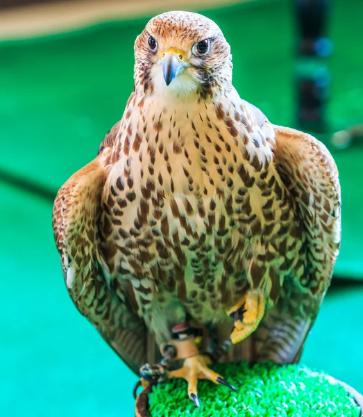 A Red-tailed hawk — Stock Photo, Image