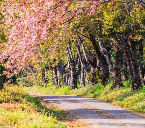 Körsbärsblomma och sakuraträd — Stockfoto