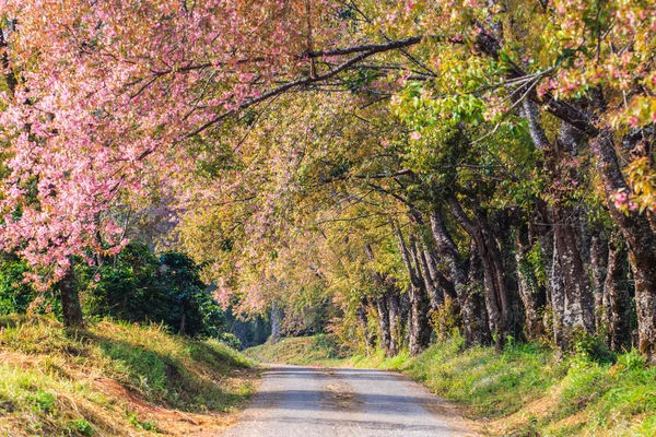 Cherry Blossom and sakura tree — Stock Photo, Image