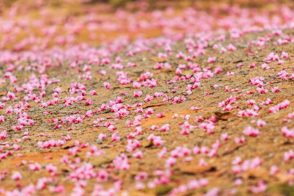 Flor de cerezo y árbol de sakura —  Fotos de Stock