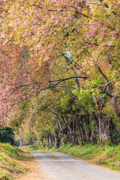 Flor de cerejeira e árvore sakura — Fotografia de Stock