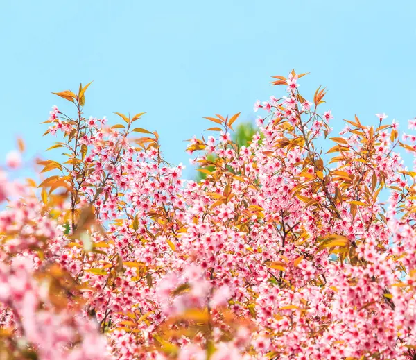 Cherry Blossom and sakura tree — Stock Photo, Image