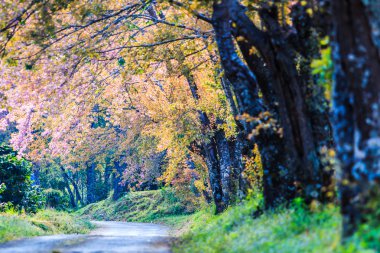 Kiraz çiçeği ve sakura ağacı.