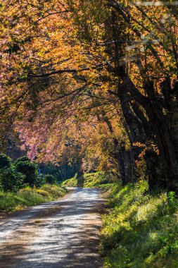 Kiraz çiçeği ve sakura ağacı.