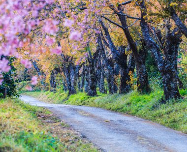 Kiraz çiçeği ve sakura ağacı.