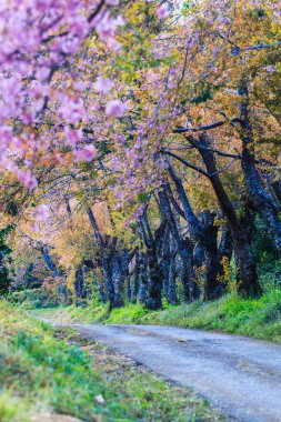 Kiraz çiçeği ve sakura ağacı.