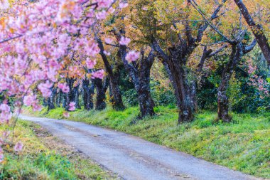 Kiraz çiçeği ve sakura ağacı.