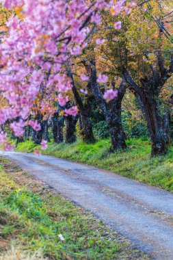 Kiraz çiçeği ve sakura ağacı.