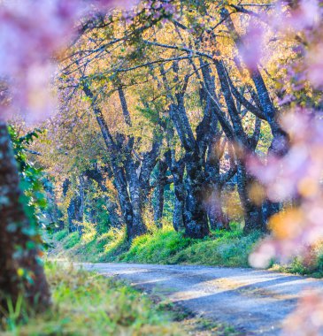 Kiraz çiçeği ve sakura ağacı.