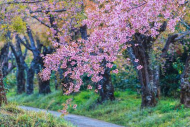 Kiraz çiçeği ve sakura ağacı.