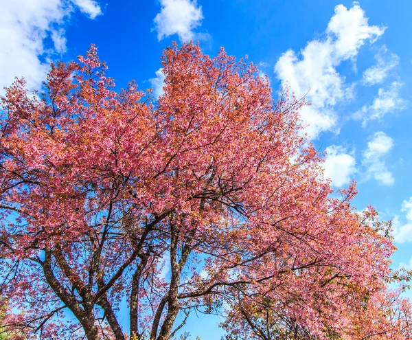 Kirschblüte und Sakura-Baum — Stockfoto