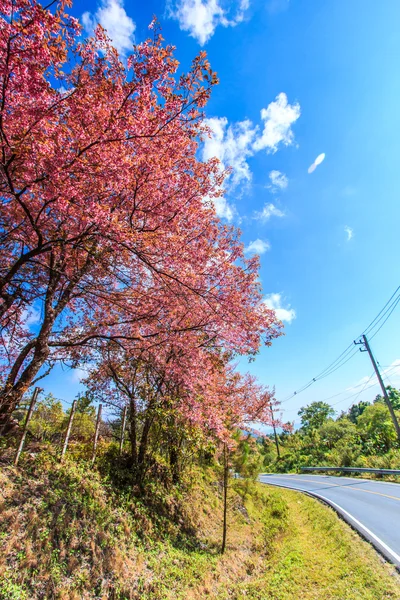 Flor de cerejeira e árvore sakura — Fotografia de Stock