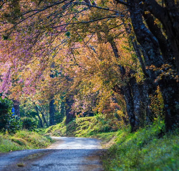 Flor de cerezo y árbol de sakura — Foto de Stock