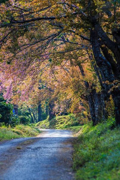 Flor de cerezo y árbol de sakura — Foto de Stock