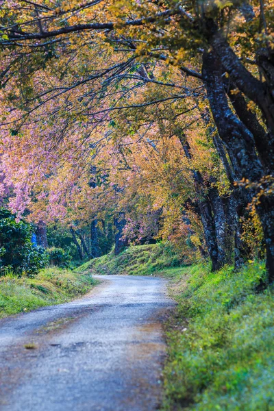 Kiraz çiçeği ve sakura ağacı.