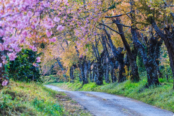 Körsbärsblomma och sakuraträd — Stockfoto