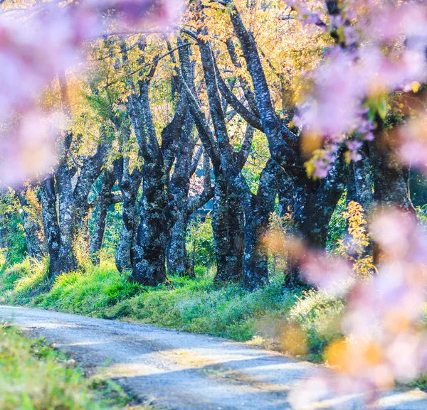 Albero di ciliegio e sakura — Foto Stock