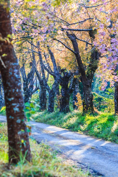 Kiraz çiçeği ve sakura ağacı. — Stok fotoğraf