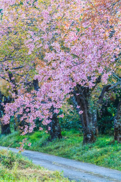 Albero di ciliegio e sakura — Foto Stock