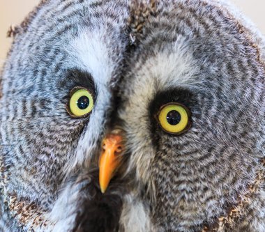 Büyük Gri Baykuş (Strix nebulosa)