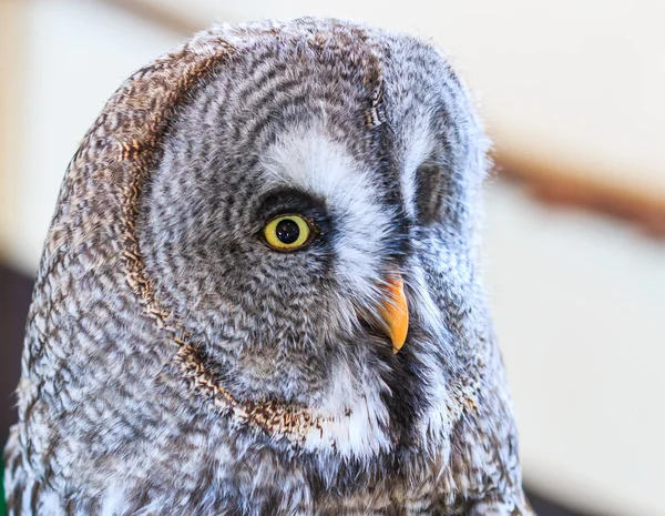 Große graue Eule — Stockfoto