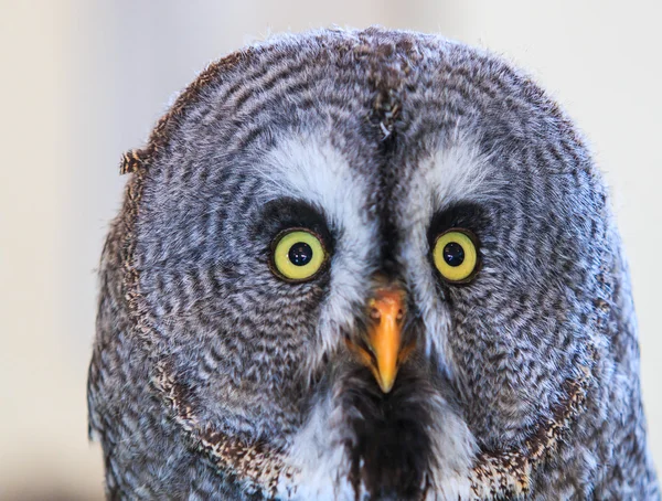 Grote grijze uil (Strix nebulosa)) — Stockfoto