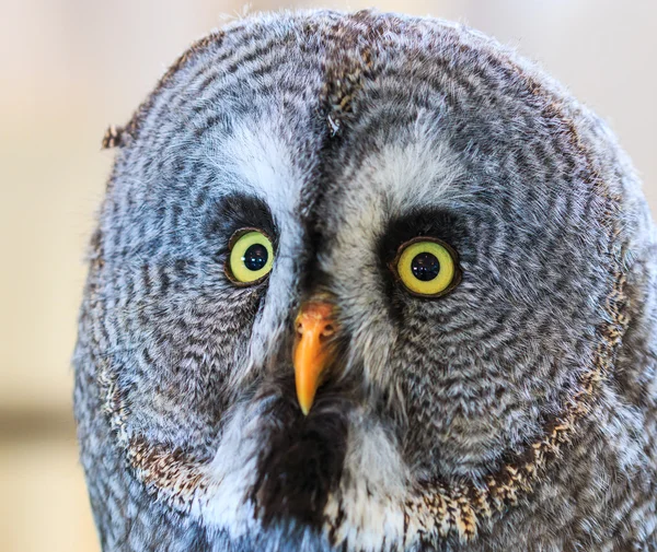 Great Grey Owl (Strix nebulosa) — Stock Photo, Image