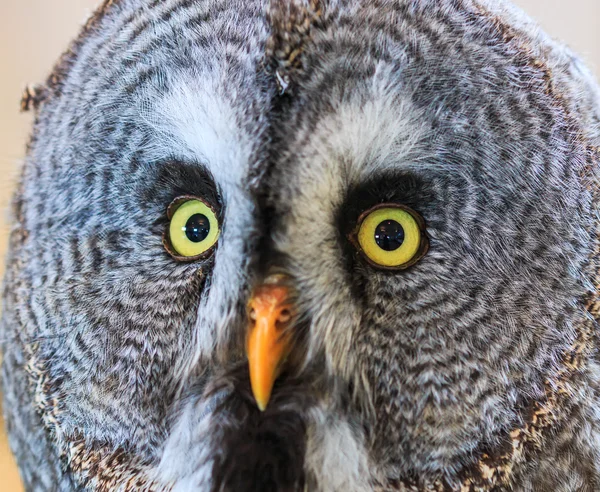 Great Grey Owl (Strix nebulosa) — Stock Photo, Image